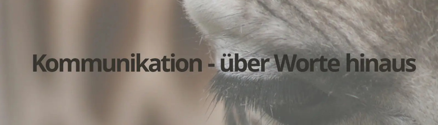 Titelbild Giraffenauge für Kommunikation über Wortehinaus